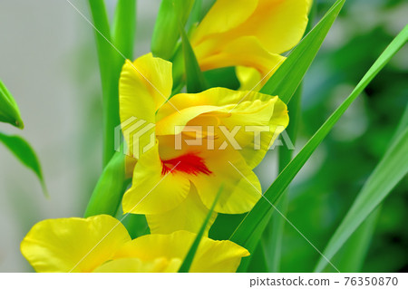 Gladiolus in full bloom 76350870
