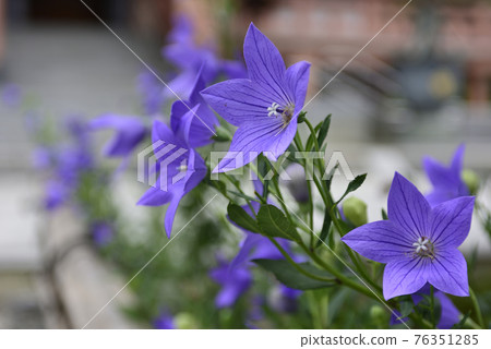 智造院 智造院 76351285