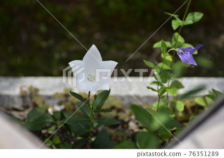 智造院 智造院 76351289