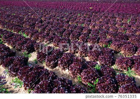 Field with red leaf lettuces 76351335