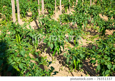 Green peppers ripening on bushes in vegetables garden 76351337