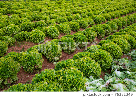 Rows of harvest of green lettuce in garden outdoor Rows of harvest of green lettuce in garden outdoor 76351349