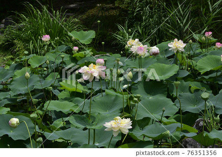 Chishakuin Lotus 76351356