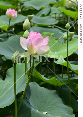Chishakuin Lotus Chishakuin Lotus 76351378