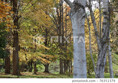 Autumn scenery Autumn scenery 76351379