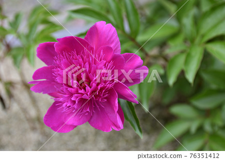 本滿寺牡丹 本滿寺牡丹 76351412