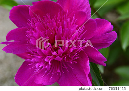 本滿寺牡丹 本滿寺牡丹 76351413