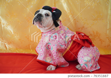 English Bulldog Miniature Pinscher Hina Doll Kimono Japanese Dress Photo English Bulldog Miniature Pinscher Hina Doll Kimono Japanese Dress Photo 76351887