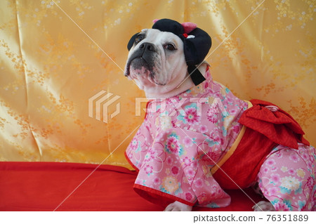 English Bulldog Miniature Pinscher Hina Doll Kimono Japanese Dress Photo English Bulldog Miniature Pinscher Hina Doll Kimono Japanese Dress Photo 76351889