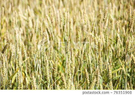 Wheat in the field Wheat in the field 76351908