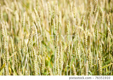 Wheat in the field 76351910