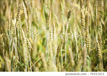 Wheat in the field 76351911