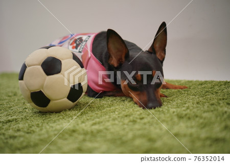 Miniature Pinscher siblings in soccer outfits (photo) Miniature Pinscher siblings in soccer outfits (photo) 76352014