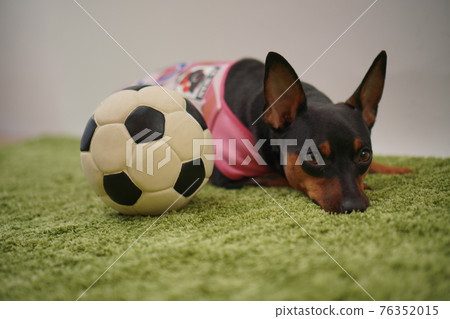 Miniature Pinscher siblings in soccer outfits (photo) Miniature Pinscher siblings in soccer outfits (photo) 76352015