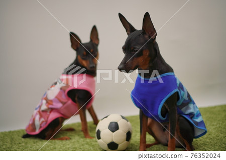Miniature Pinscher siblings in soccer outfits (photo) Miniature Pinscher siblings in soccer outfits (photo) 76352024