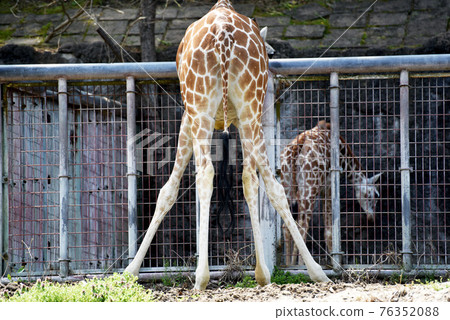 Giraffe Giraffe 76352088