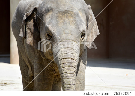 Elephant Elephant 76352094