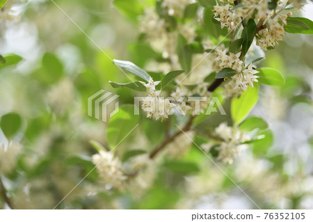 秋菊（秋菊萸）花 76352105
