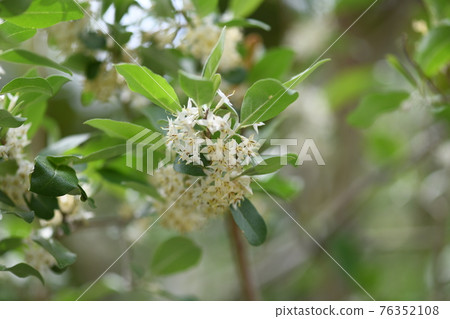 秋菊（秋菊萸）花 76352108