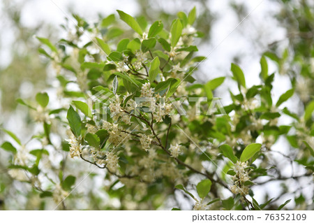 秋菊（秋菊萸）花 76352109