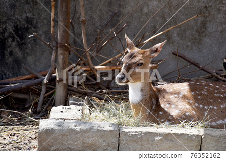 A deer A deer 76352162
