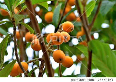 Fruit of loquat 76352164