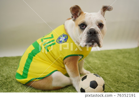 英國鬥牛犬小狗足球服裝巴西國家隊 10 號照片 76352191