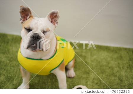 English Bulldog Puppies Soccer Costume Brazil National Team No. 10 Photo English Bulldog Puppies Soccer Costume Brazil National Team No. 10 Photo 76352255