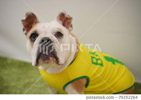 English Bulldog Puppies Soccer Costume Brazil National Team No. 10 Photo English Bulldog Puppies Soccer Costume Brazil National Team No. 10 Photo 76352264