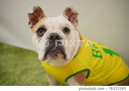 English Bulldog Puppies Soccer Costume Brazil National Team No. 10 Photo English Bulldog Puppies Soccer Costume Brazil National Team No. 10 Photo 76352265