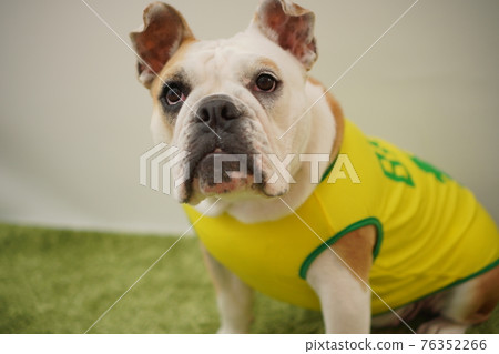 English Bulldog Puppies Soccer Costume Brazil National Team No. 10 Photo English Bulldog Puppies Soccer Costume Brazil National Team No. 10 Photo 76352266