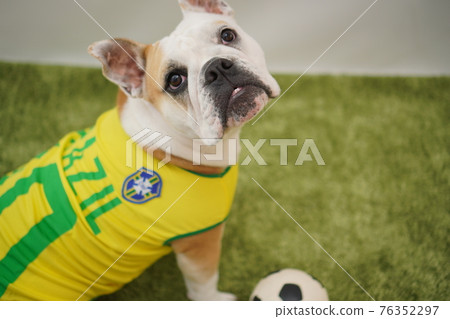 English Bulldog Puppies Soccer Costume Brazil National Team No. 10 Photo 76352297