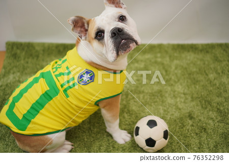 English Bulldog Puppies Soccer Costume Brazil National Team No. 10 Photo English Bulldog Puppies Soccer Costume Brazil National Team No. 10 Photo 76352298