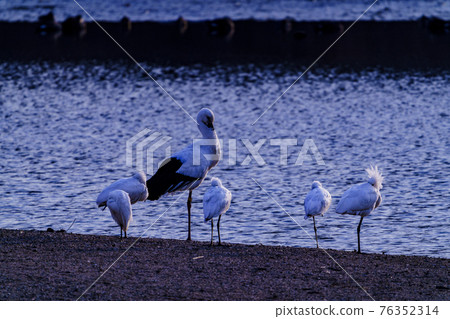 福岡縣小郡市小郡堤防上的野鳥 福岡縣小郡市小郡堤防上的野鳥 76352314