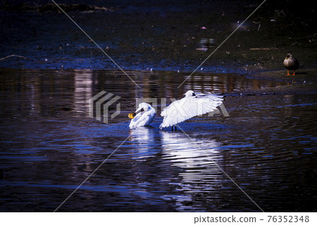 福岡縣小郡市小郡堤防上的野鳥 76352348