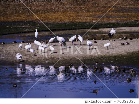 福岡縣小郡市小郡堤防上的野鳥 福岡縣小郡市小郡堤防上的野鳥 76352353