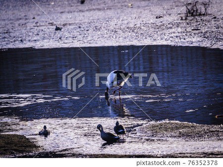 福岡縣小郡市小郡堤防上的野鳥 福岡縣小郡市小郡堤防上的野鳥 76352378