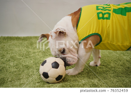 English Bulldog Puppies Soccer Costume Brazil National Team No. 10 Photo English Bulldog Puppies Soccer Costume Brazil National Team No. 10 Photo 76352459