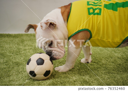 English Bulldog Puppies Soccer Costume Brazil National Team No. 10 Photo English Bulldog Puppies Soccer Costume Brazil National Team No. 10 Photo 76352460