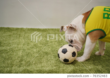 English Bulldog Puppies Soccer Costume Brazil National Team No. 10 Photo English Bulldog Puppies Soccer Costume Brazil National Team No. 10 Photo 76352463