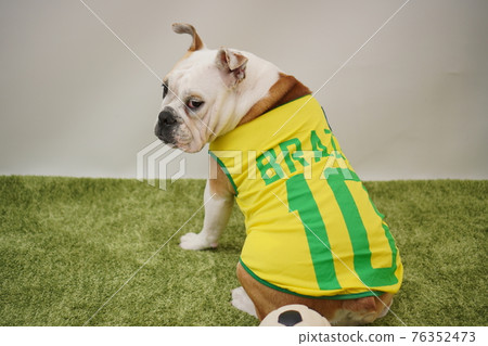 English Bulldog Puppies Soccer Costume Brazil National Team No. 10 Photo English Bulldog Puppies Soccer Costume Brazil National Team No. 10 Photo 76352473