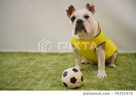 English Bulldog Puppies Soccer Costume Brazil National Team No. 10 Photo English Bulldog Puppies Soccer Costume Brazil National Team No. 10 Photo 76352479