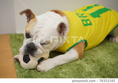 英國鬥牛犬小狗足球服裝巴西國家隊 10 號照片 76352585