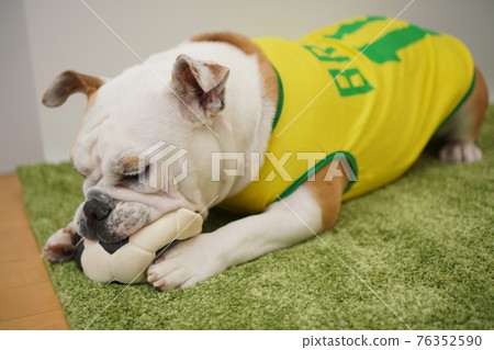 English Bulldog Puppies Soccer Costume Brazil National Team No. 10 Photo English Bulldog Puppies Soccer Costume Brazil National Team No. 10 Photo 76352590