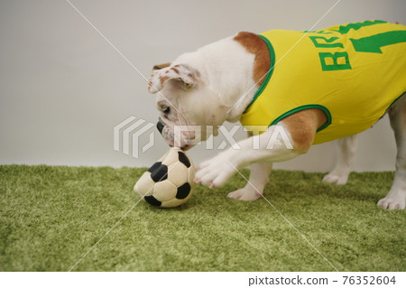 English Bulldog Puppies Soccer Costume Brazil National Team No. 10 Photo English Bulldog Puppies Soccer Costume Brazil National Team No. 10 Photo 76352604