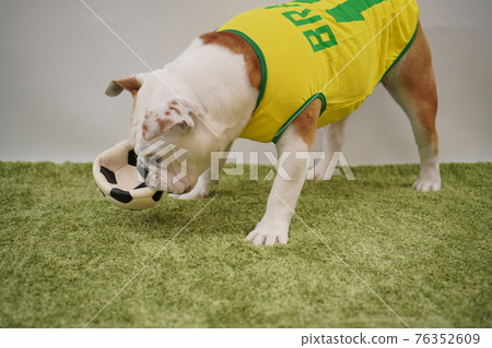 English Bulldog Puppies Soccer Costume Brazil National Team No. 10 Photo English Bulldog Puppies Soccer Costume Brazil National Team No. 10 Photo 76352609