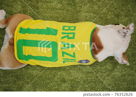 English Bulldog Puppies Soccer Costume Brazil National Team No. 10 Photo English Bulldog Puppies Soccer Costume Brazil National Team No. 10 Photo 76352626