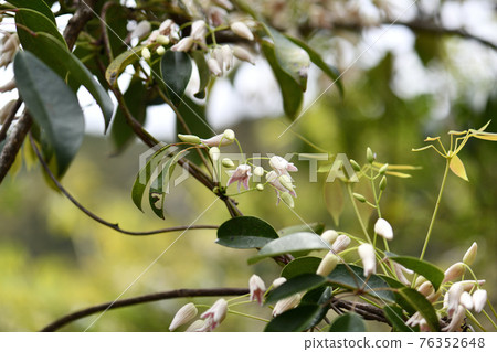 Mube (Ikuko) flower 76352648