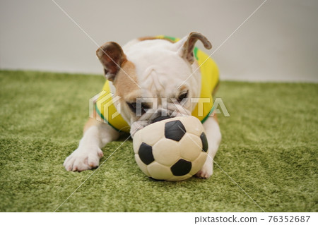English Bulldog Puppies Soccer Costume Brazil National Team No. 10 Photo English Bulldog Puppies Soccer Costume Brazil National Team No. 10 Photo 76352687