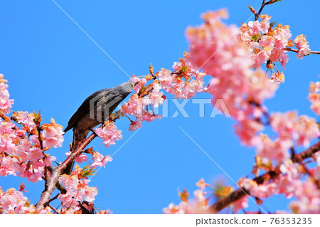 Kawazu cherry tree Kawazu cherry tree 76353235